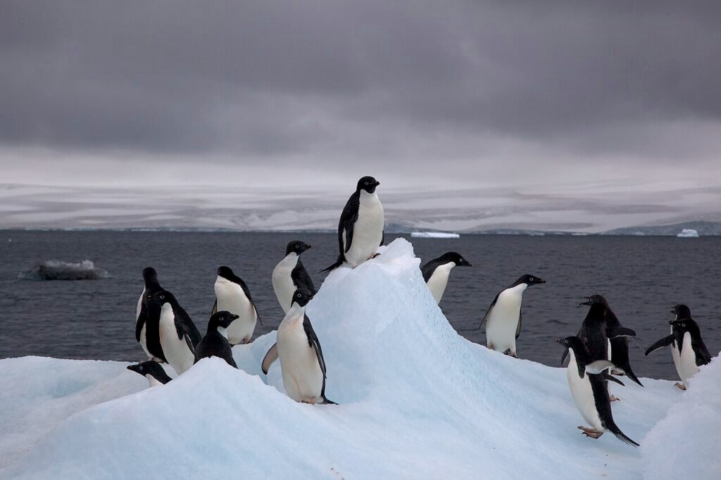 Le pingouin qui avait froid – Histoire drôle