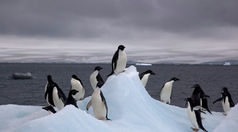 Le pingouin qui avait froid – Histoire drôle
