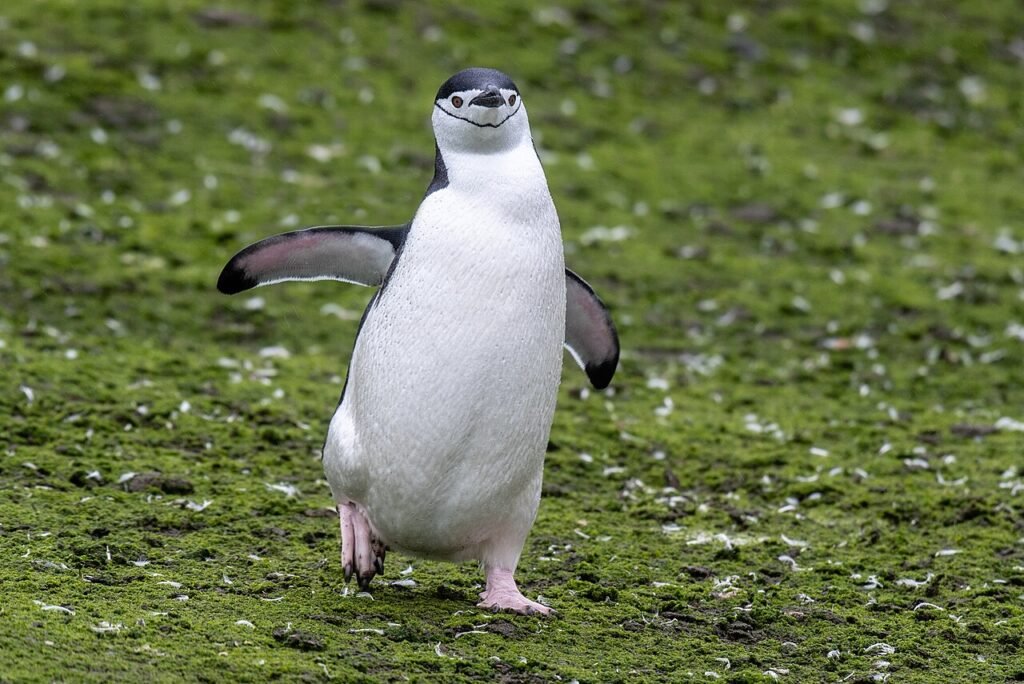 Der Pinguin, der immer fror – Lustige Tiergeschichte