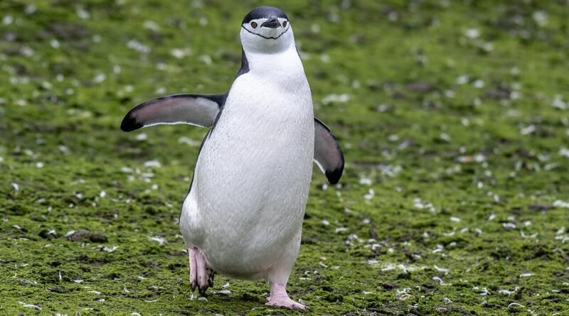Der Pinguin, der immer fror – Lustige Tiergeschichte
