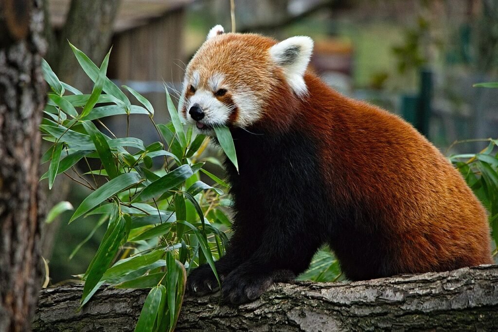 小熊猫学本领 – 儿童成长故事