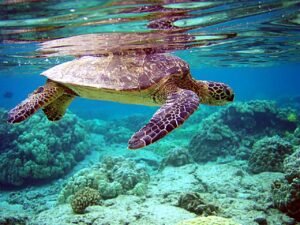 Penyu Kecil Mencari Laut – Cerita Anak