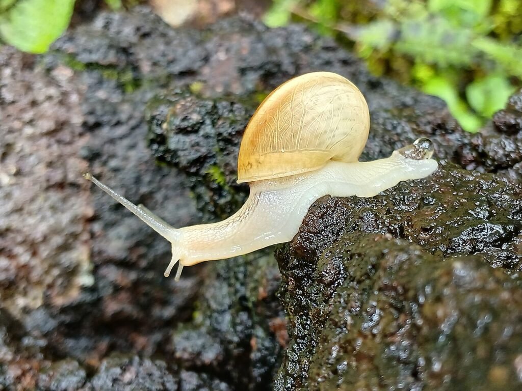 El caracol que llegó tarde – Cuento corto