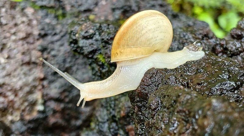 El caracol que llegó tarde – Cuento corto
