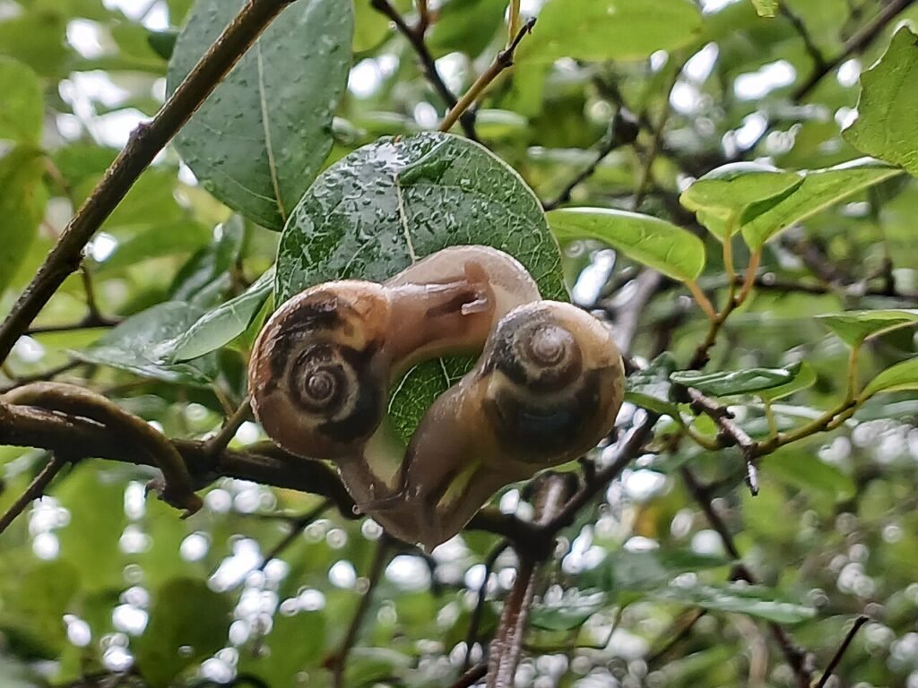 L’escargot et la course – Conte pour les petits