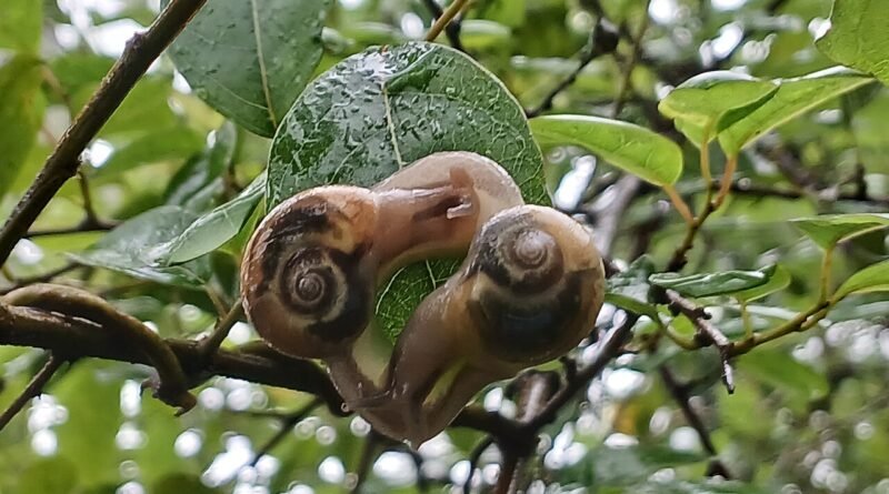 L’escargot et la course – Conte pour les petits