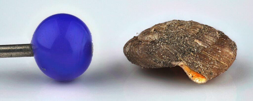 O caracol atrasado – Conto curto