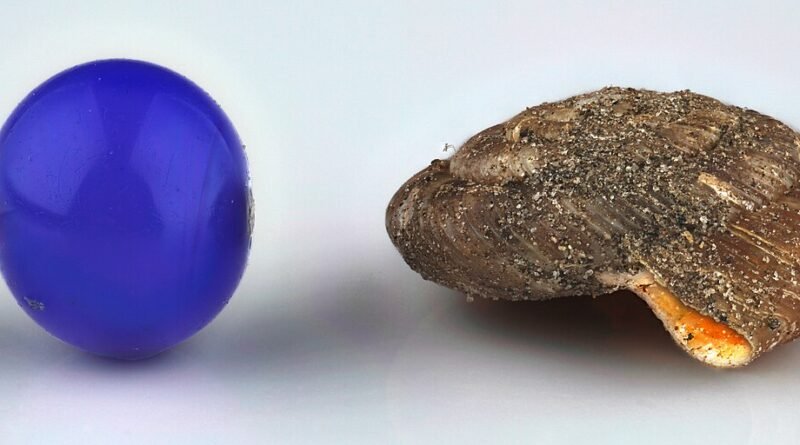 O caracol atrasado – Conto curto