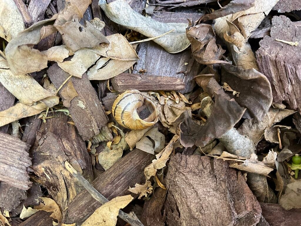 Die Schnecke und das Wettrennen – Fabel für Kinder