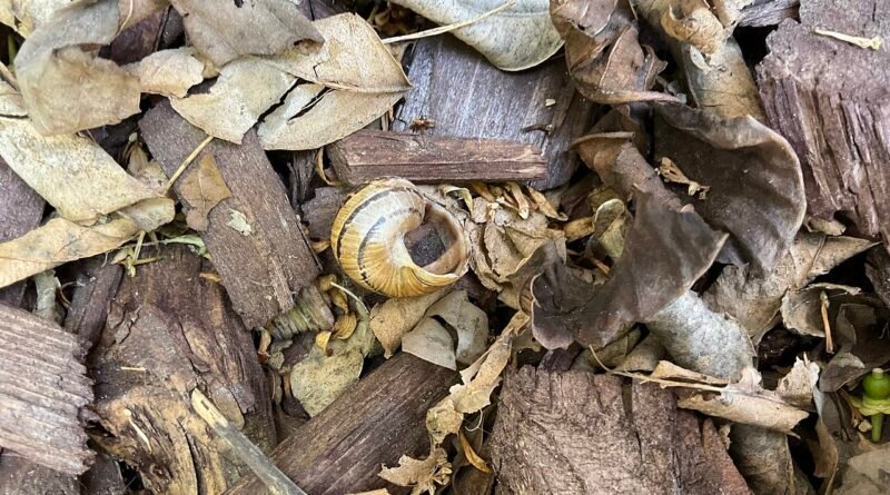 Die Schnecke und das Wettrennen – Fabel für Kinder