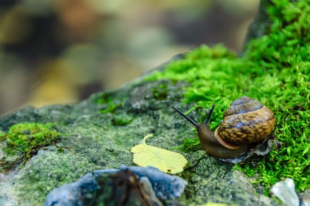 Si Siput yang Selalu Terlambat – Cerita Persahabatan