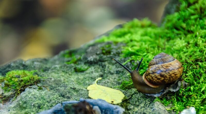 Si Siput yang Selalu Terlambat – Cerita Persahabatan