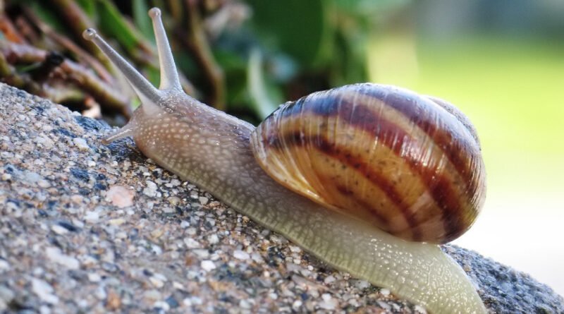 শামুক আর পিকনিক – বন্ধুত্বের গল্প