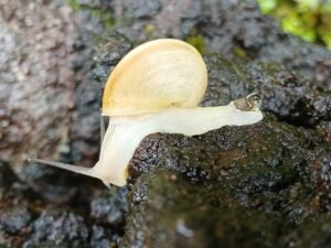 小蜗牛的野餐 – 关于等待的故事