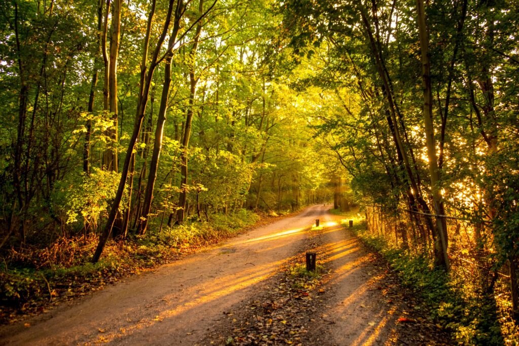 The Magical Adventures of Anaya and the Enchanted Forest