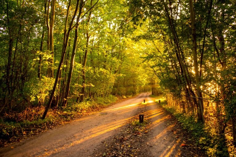 The Magical Adventures of Ava and the Enchanted Forest