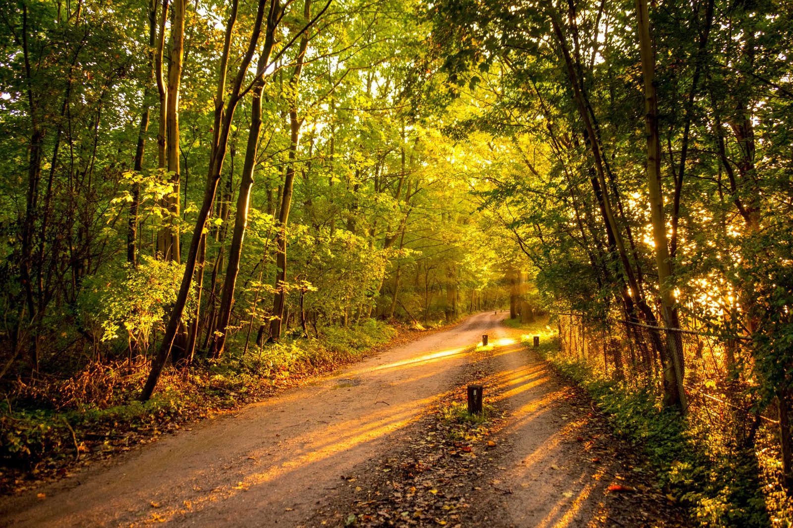 The Magical Adventures of Ava and the Enchanted Forest