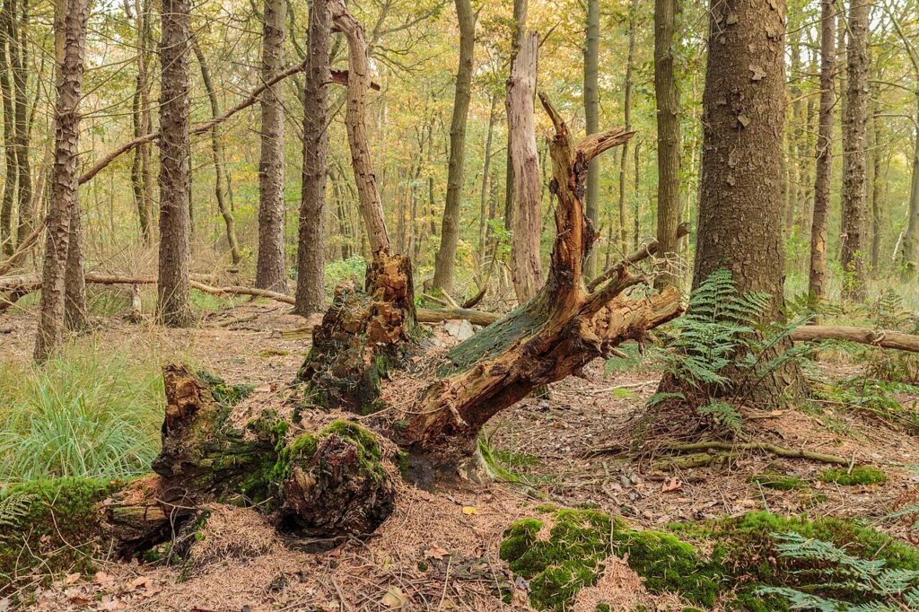 L’arbre qui donnait tout – Conte sur le partage