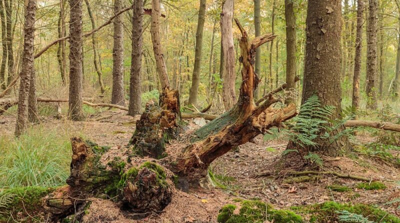 L’arbre qui donnait tout – Conte sur le partage