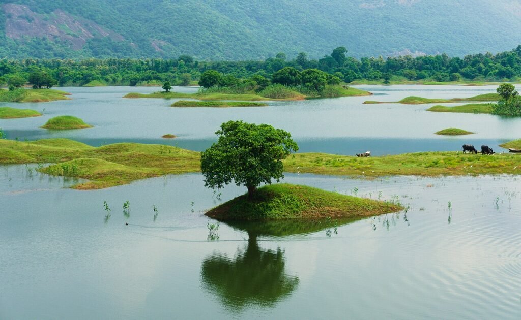 बूढ़ा बरगद – पेड़ों की कहानी