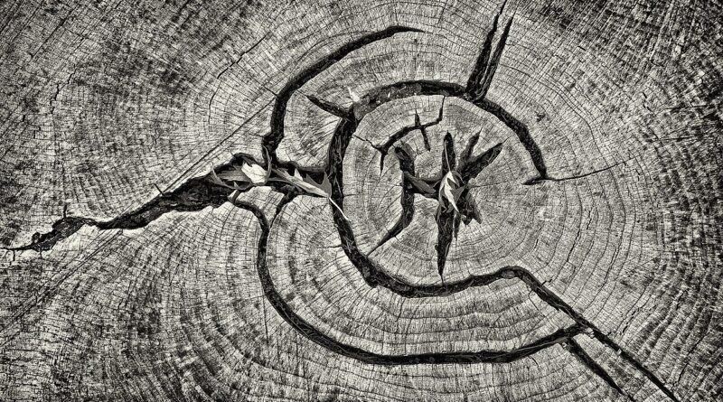 Der Apfelbaum, der alles gab – Geschichte über das Teilen