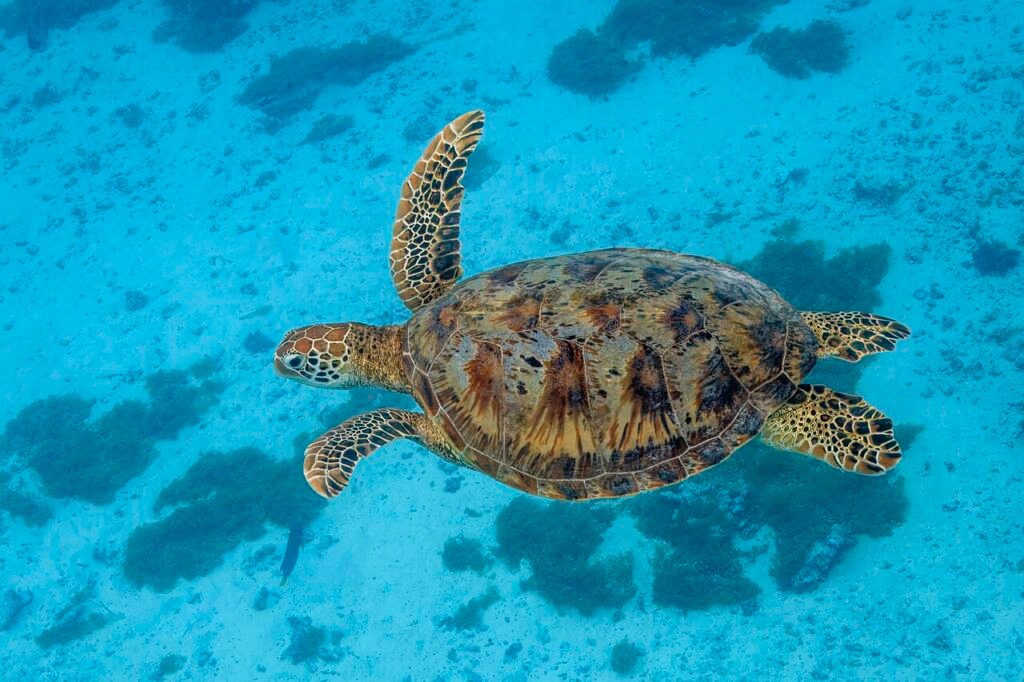 La tortuga y el arcoíris – Cuento corto para niños