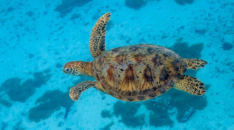 La tortuga y el arcoíris – Cuento corto para niños