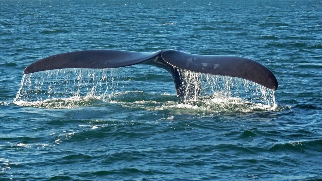 La baleine qui chantait faux – Conte pour enfants