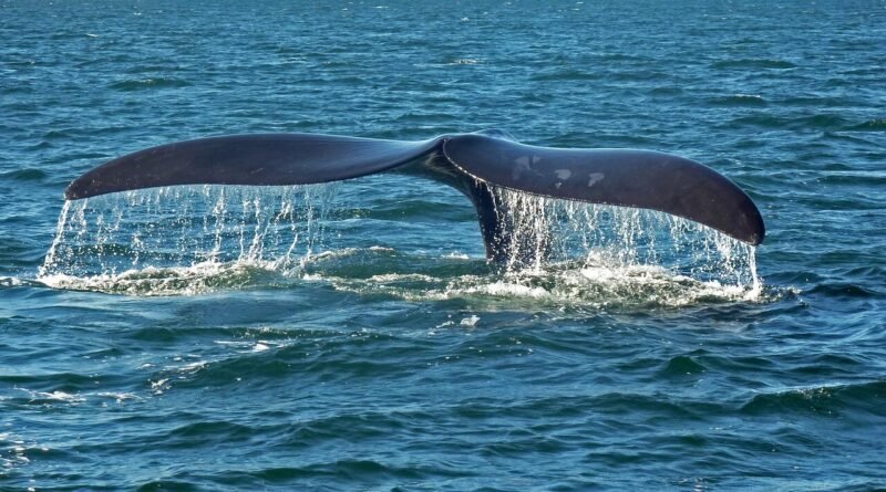 La baleine qui chantait faux – Conte pour enfants